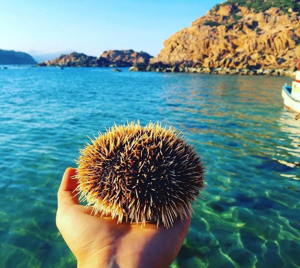 Gợi ý lịch trình tour lặn ngắm san hô tại Hòn Khô