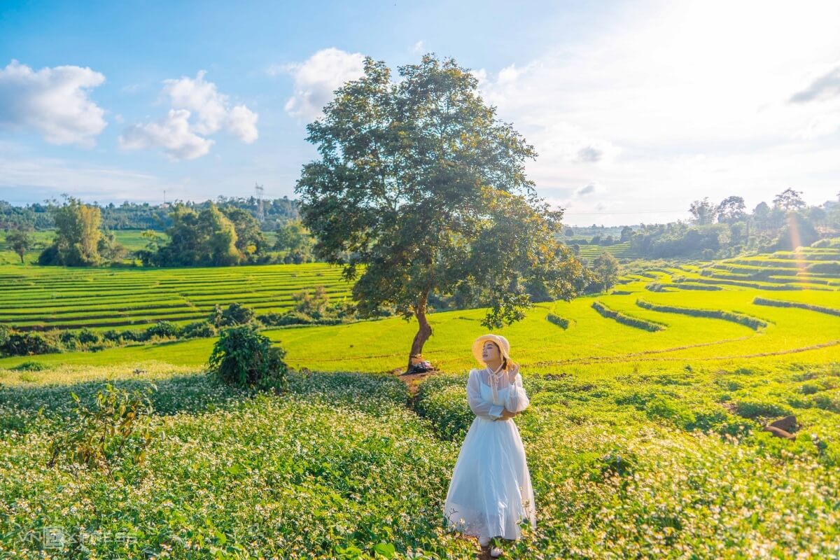 Tham quan Đồi chè Biển Hồ