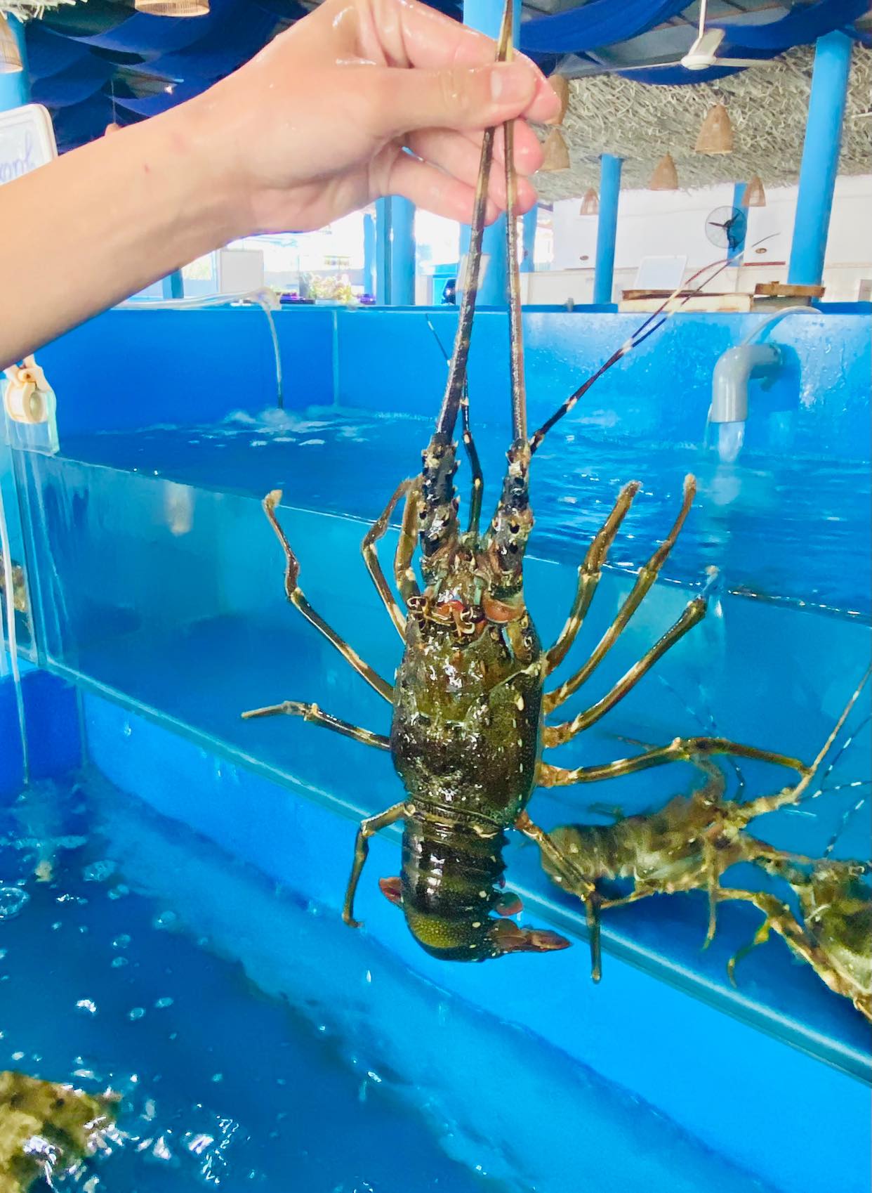 Tôm tươi ngon đặc biệt